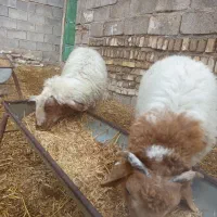 دوعدد بره نر چاق چاق