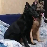 سگ ژرمن شپرد/توله سگ/ سگ ماده/سگ نر|سگ|شیراز, ارم|دیوار