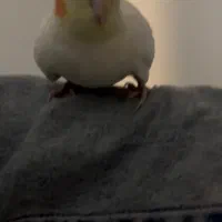 فروش یک جفت عروس هلندی بازیگوش