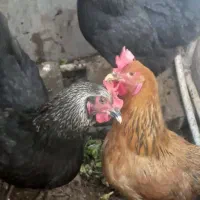 ۳ عدد مرغ جوان وتخم گذار خانگی|حیوانات مزرعه|تهران, اتابک|دیوار