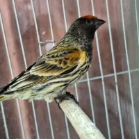 سهره  گلبسر