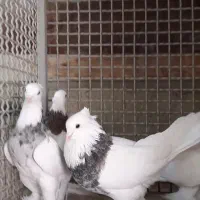 کبوتر طوقی عتیقه