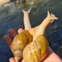 مولد آلبینو