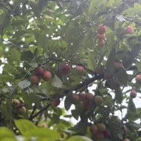 ویلا باغ|فروش خانه و ویلا|ضیابر, |دیوار