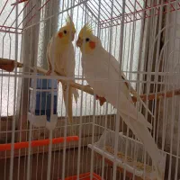 عروس هلندی مولد