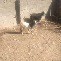 بز و بزغاله ماده|حیوانات مزرعه|فیروزآباد (لرستان), |دیوار