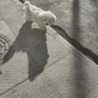 تیریر ۴ ماه|سگ|شاهین‌شهر, فردوسی|دیوار