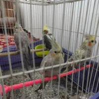 عروس هلندی|پرنده|شیروان (خراسان), |دیوار