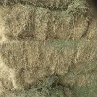 پرس یونجه چین اول