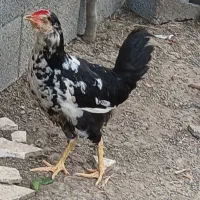 خروس گلین