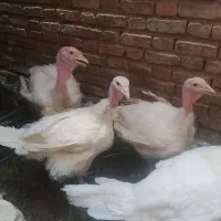 بوقلمون