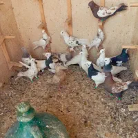 کفتر  رنگی بهبونی  پرشی|پرنده|شیراز, کفترک|دیوار