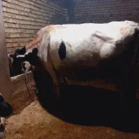 گاو گوشتی و شیری