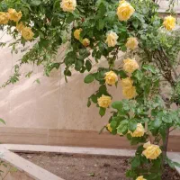 اجاره آپارتمان