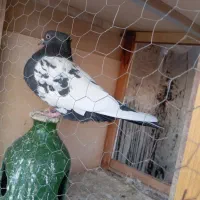 کفتر گم شده