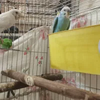 یک عدد جفت مرغ عشق