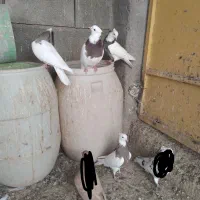 طوقی  فروشی|پرنده|اهواز, سپیدار|دیوار