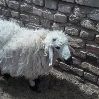 گوسفند ماده