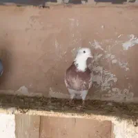 طوقی پاپر، پالخت