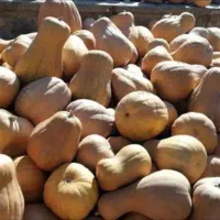 کدو تنبل شیرین