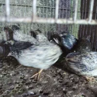 بلدرچین مینیاتوری بالغ|حیوانات مزرعه|قائم‌شهر, |دیوار