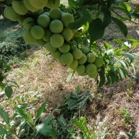 فروش نهال های خوشه ای|خدمات باغبانی و درختکاری|شاهینشهر, برخوار غرب|دیوار