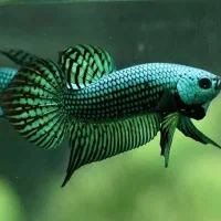 در.خواست ماهی فایتر بتا و غیره در توضیحات
