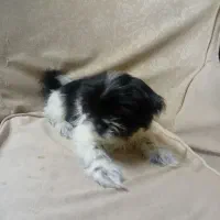 توله سگ|سگ|تهران, امام زاده عبدالله|دیوار