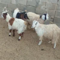 ۴راس بزغاله نر جمی گله گرد ودو بز بزغاله دار|حیوانات مزرعه|رضویه, |دیوار