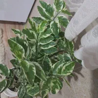 گل طبیعی|گل و گیاه طبیعی|کرمانشاه, |دیوار