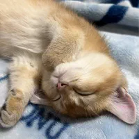 فروش بریتیش گلدny11 واکسینه|گربه|تهران, سعادت‌آباد|دیوار