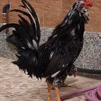 مرغ و خروس گلین عشایری