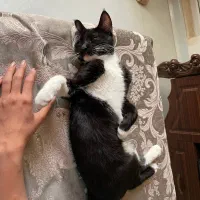 گربه ی ماده فحل شده