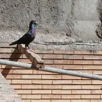 کفترکلاغ گوک سیستانی ورشور