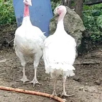 بوقلمون بیوتی درجه یک با کیفیت