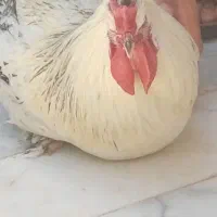 خروس رسمی 7 ماهه