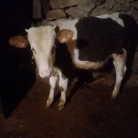 گوساله نر|حیوانات مزرعه|بلبان آباد, |دیوار