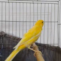 قناری سرخ سوخته وپرتقالی نرمست شلاقی