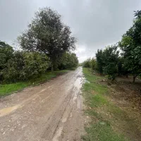 فروش زمین کشاورزی ۲۰۰۰ متری کیاکلا جاده بهنمیر|فروش زمین و ملک کلنگی|کیاکلا, |دیوار