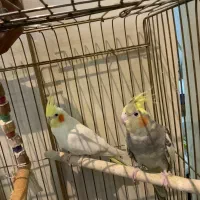 دو عدد عروس هلندی