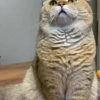 واگذاری گربه اسکاتیش|گربه|فردیس, فردیس|دیوار