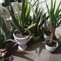 گل یوکا و گل سانسوریا