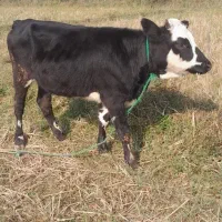 لیشه دورگ محلی کله ماستی گوساله گاو