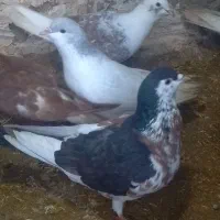 خال دم نر