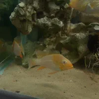 هکلی آلبینو|ماهی|شیراز, شیخ روزبهان|دیوار