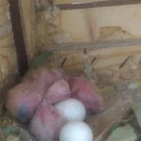 طوطی برزیلی جم|پرنده|جم, |دیوار