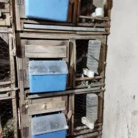 قفس جفتگاه کبوتر حرفه ای