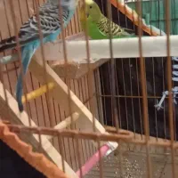 یک جفت مرغ عشق