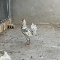 مرغ و خروس ریشو