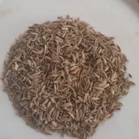 زیره سبز یا کراویه